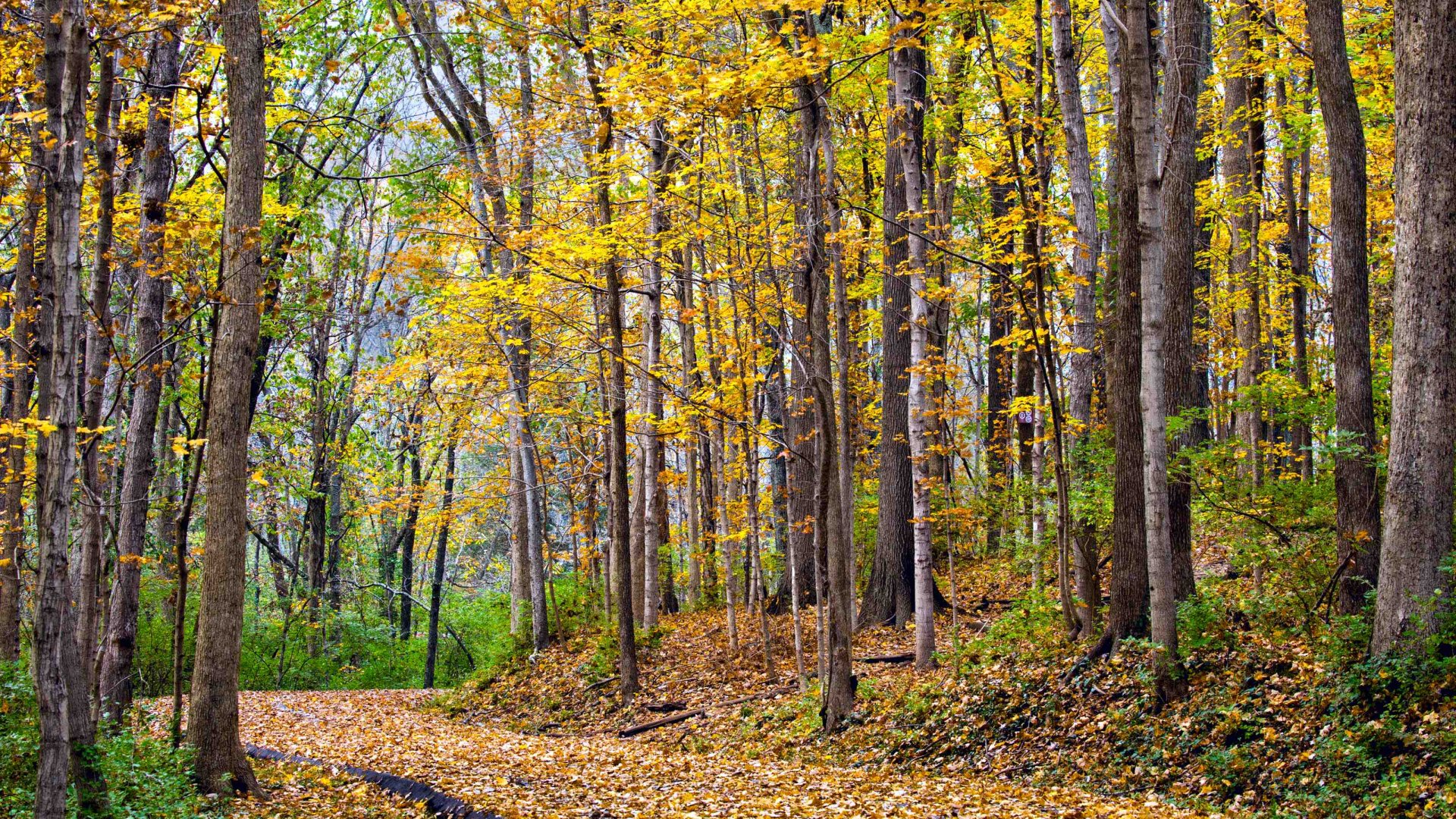 ENTRE JUINE ET RENARDE AUTOMNE_HIVER