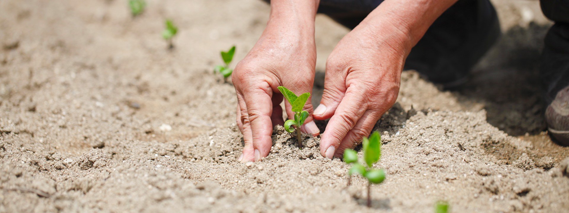 Reforestation internationale
