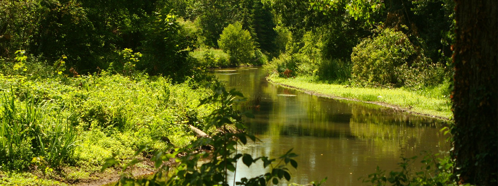 cours d'eau renarde