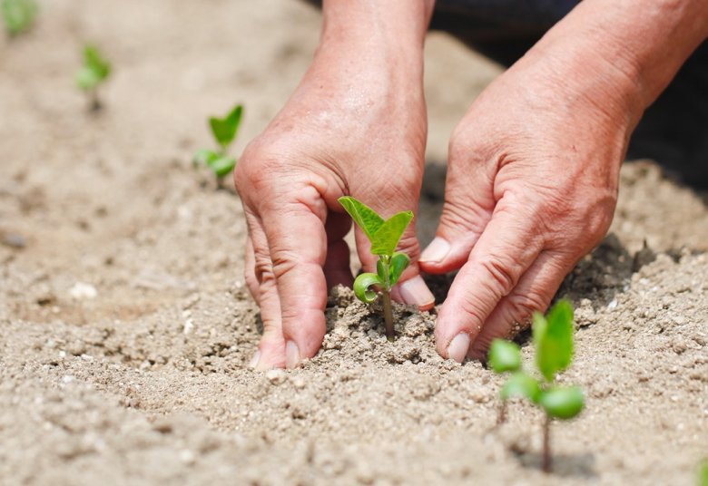 Reforestation internationale